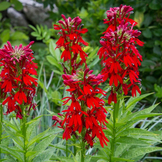 Cardinal Flower - Native Gardeners