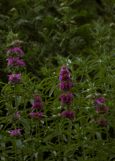 Lemon Mint Beebalm - Native Gardeners