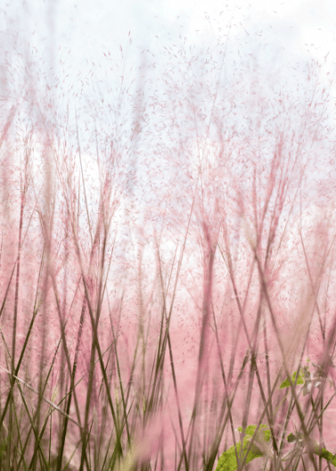 Gulf Coast Muhly 'Pink' - Native Gardeners