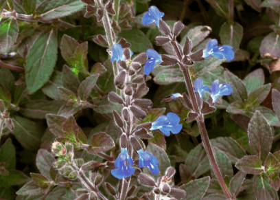 Bicolor Sage - Native Gardeners