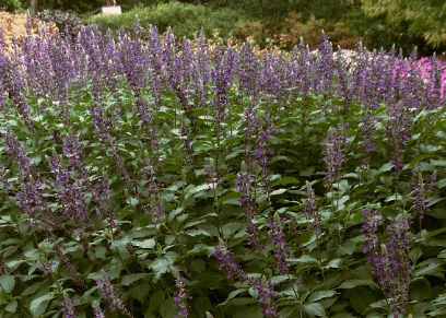 Indigo Spire Sage - Native Gardeners