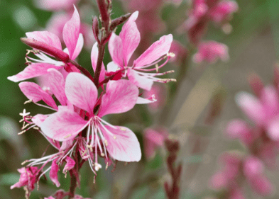 Pink Gaura - Native Gardeners