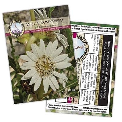 White Rosinweed Seed Packet - Native Gardeners