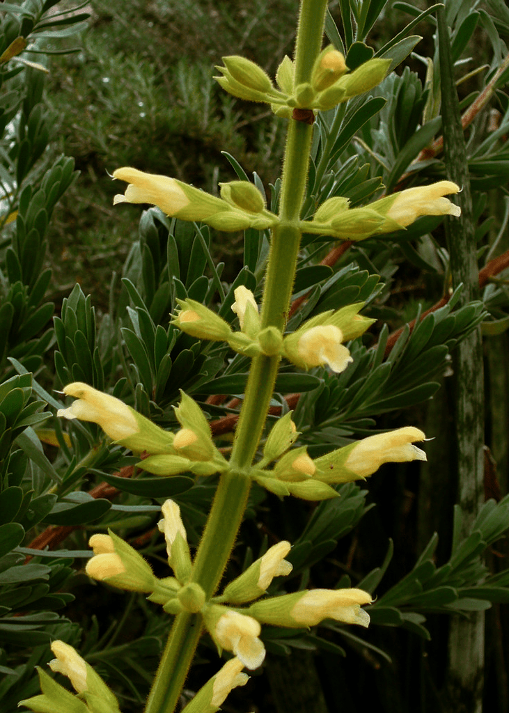 Forsythia Sage - Native Gardeners