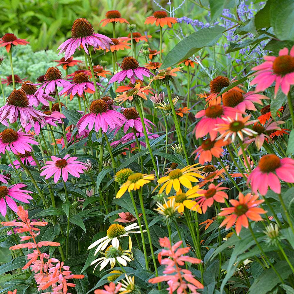 Cheyenne Spirit Coneflower - Native Gardeners