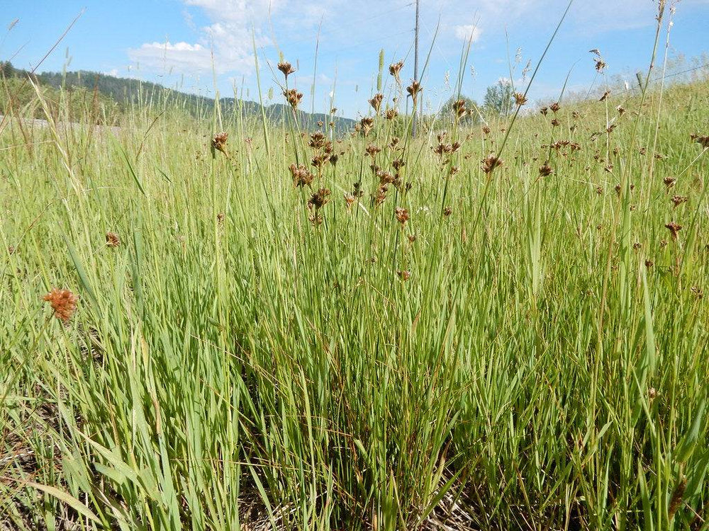 Juncus Grass - Native Gardeners