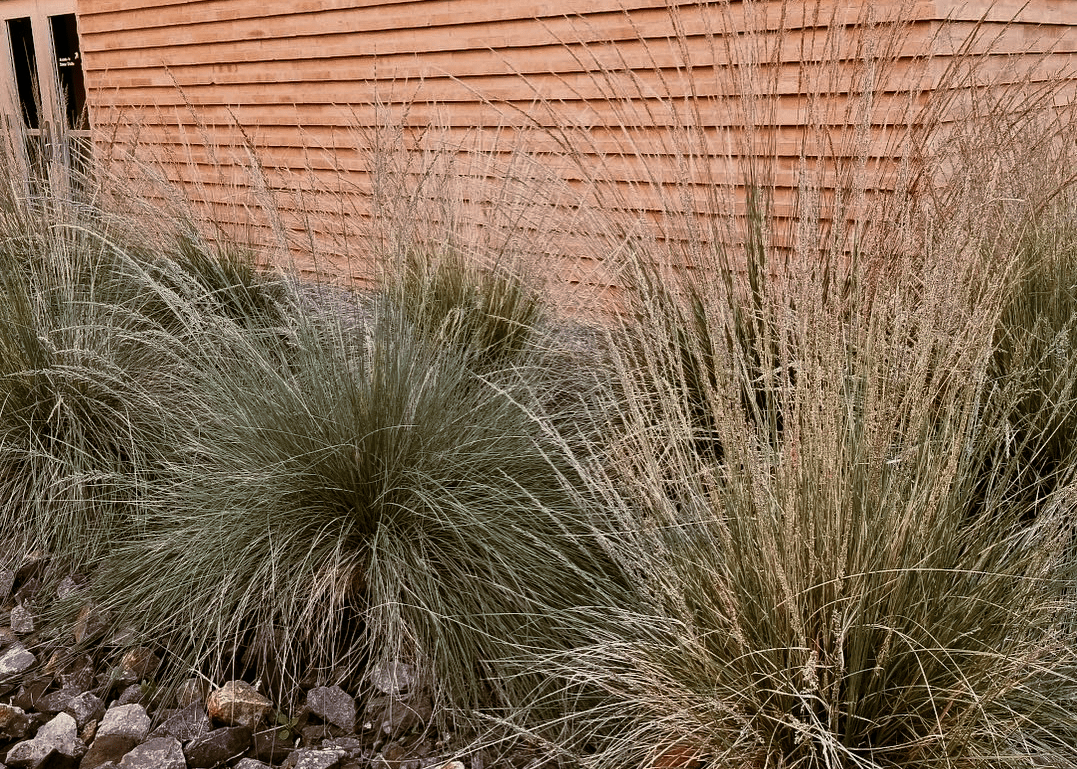 Big Muhly - Native Gardeners