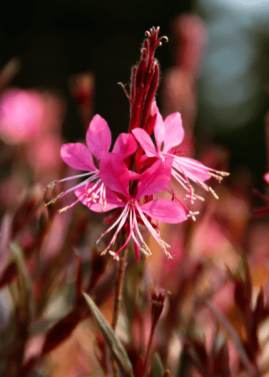 Pink Gaura - Native Gardeners