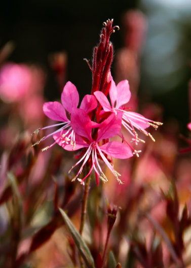 Pink Gaura