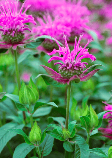 Lemon Mint Beebalm - Native Gardeners