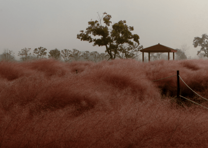 Gulf Coast Muhly 'Pink' - Native Gardeners