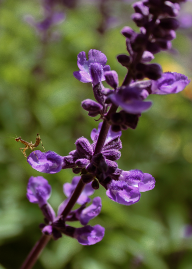 Salvia 'Indigo Spires'