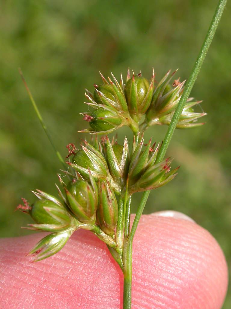 Juncus Grass - Native Gardeners