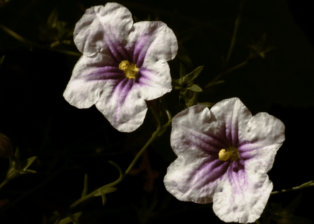 Nierembergia 'Starry Eyes' - Native Gardeners