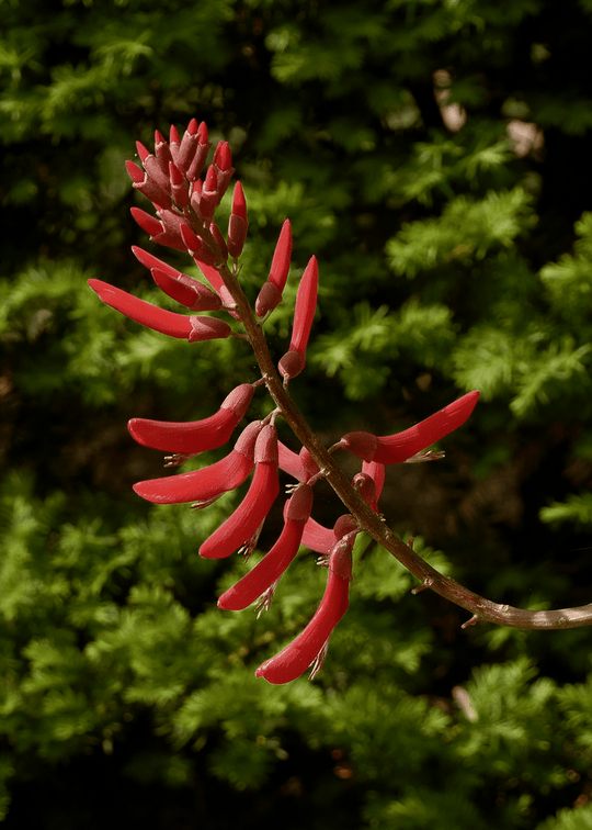 Coralbean - Native Gardeners