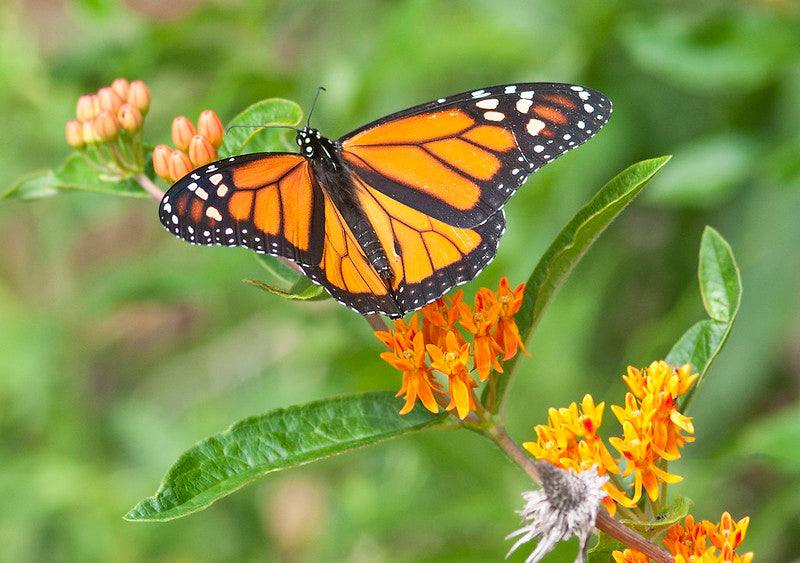 Butterfly Weed