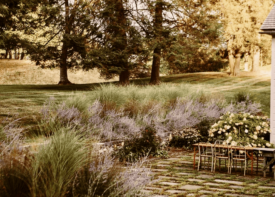 Little Bluestem - Native Gardeners