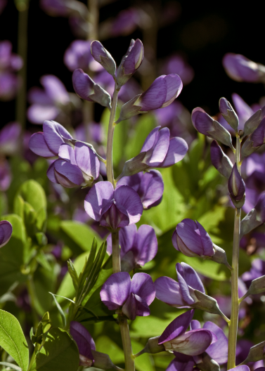 Salvia 'Indigo Spires'