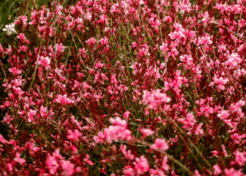 Pink Gaura - Native Gardeners