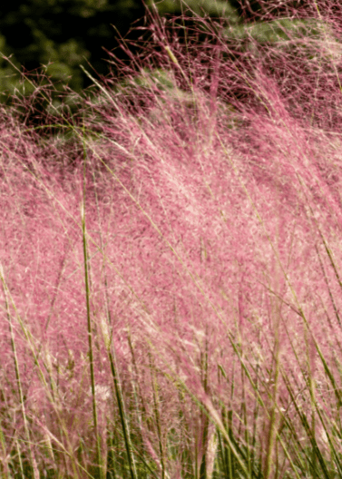 Gulf Coast Muhly 'Pink' - Native Gardeners