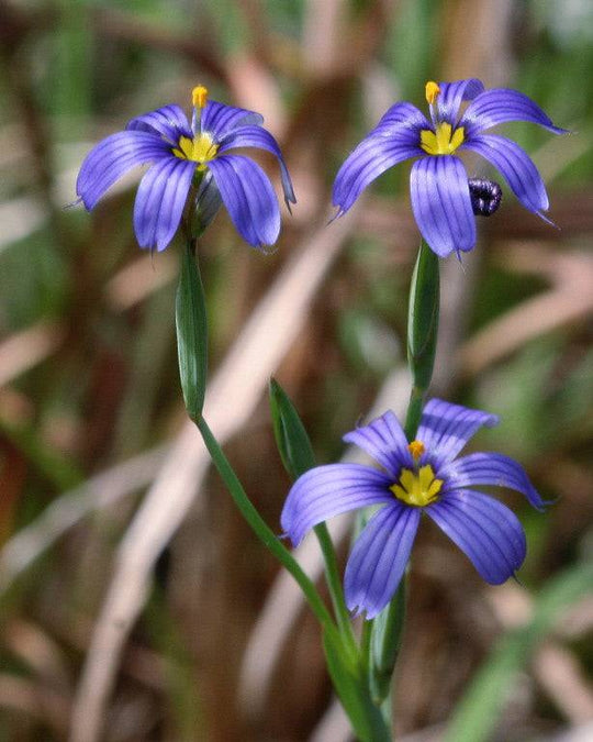 Blue Eyed Grass 'Moody Blues' - Native Gardeners