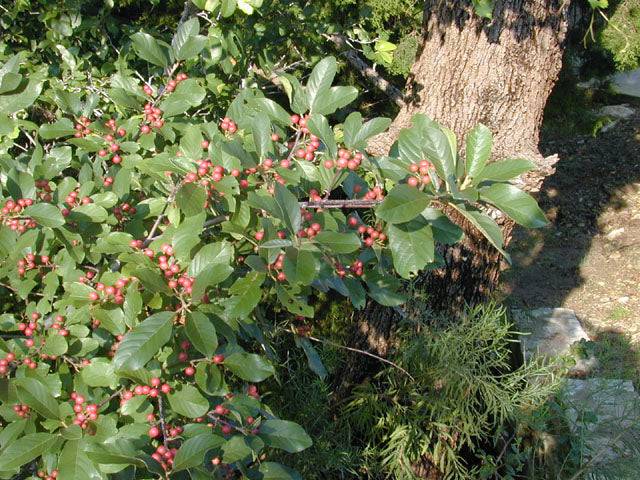 Carolina Buckthorn - Native Gardeners