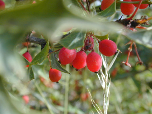 Agarita berries