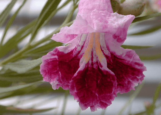 Bubba Desert Willow 'Pink' - Native Gardeners