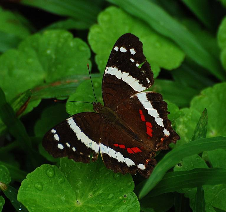 Banded Peacock Butterfly