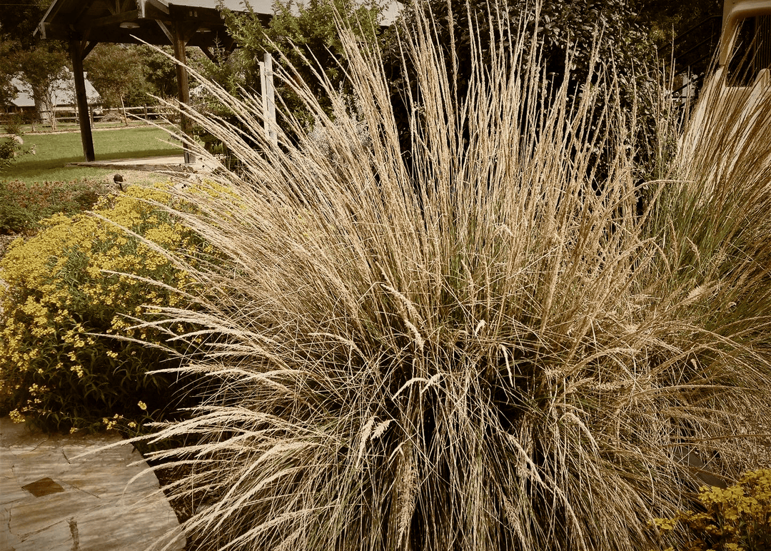 Big Muhly - Native Gardeners