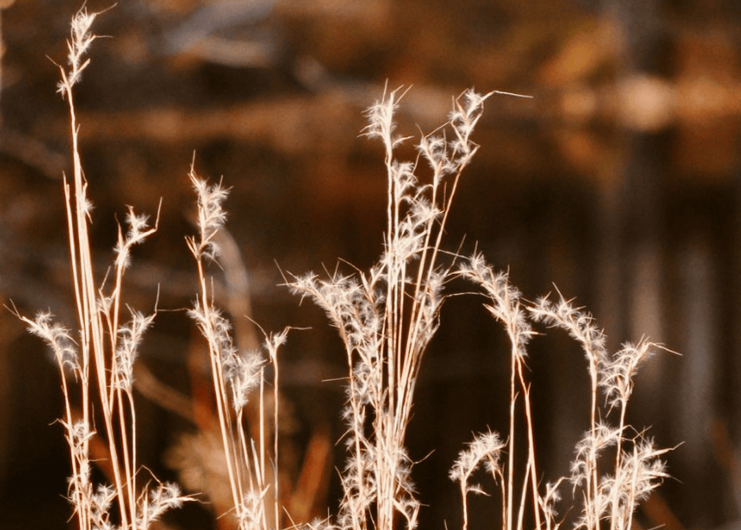 Little Bluestem - Native Gardeners