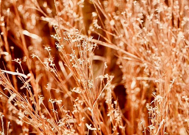 Little Bluestem