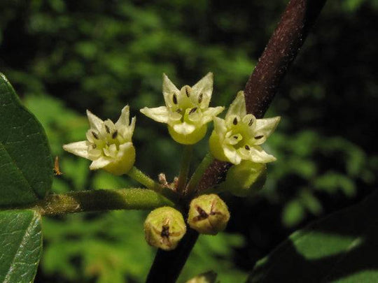 Carolina Buckthorn - Native Gardeners