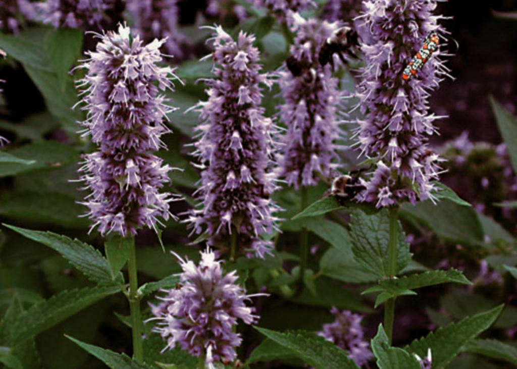 Agastache 'Blue Fortune' flower close-up