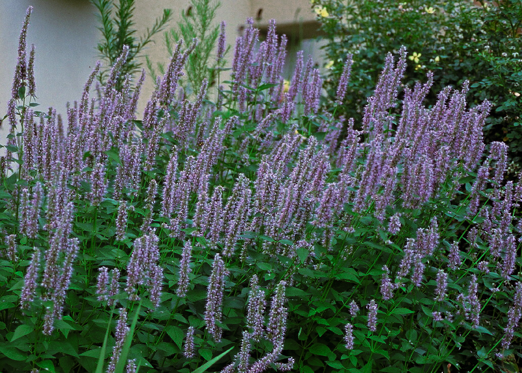 Agastache 'Blue Fortune'