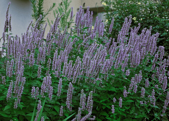 Agastache 'Blue Fortune'