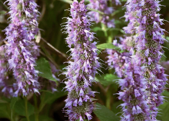 Agastache 'Blue Fortune' flower