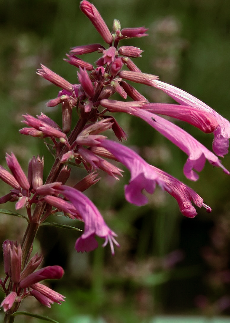 Agastache 'Tutti Frutti' flower