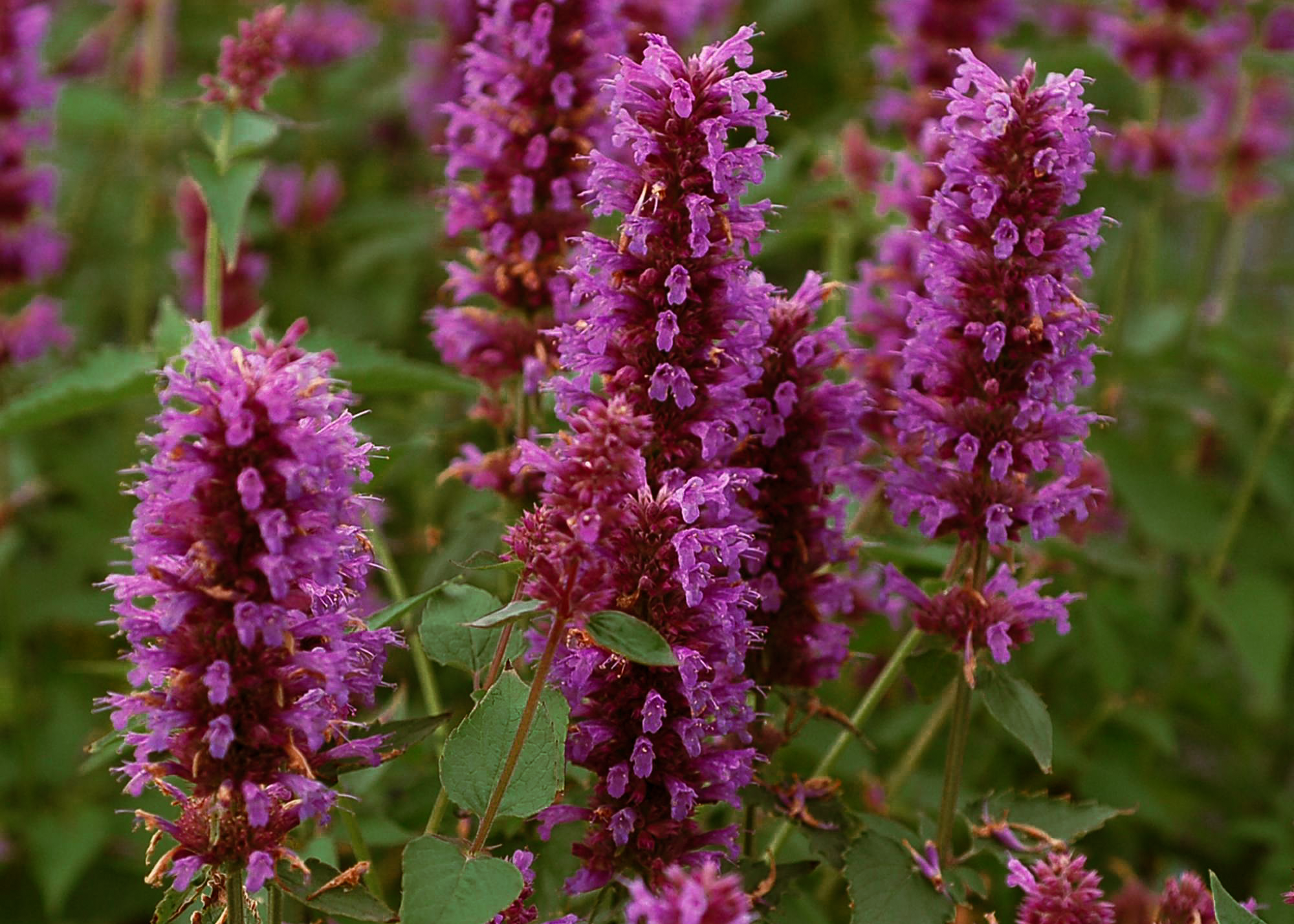 Agastache 'Tutti Frutti' close-up