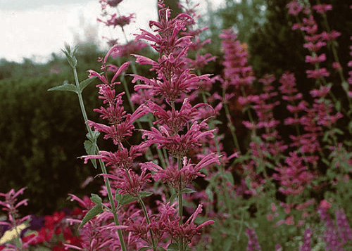 Agastache 'Tutti Frutti' 