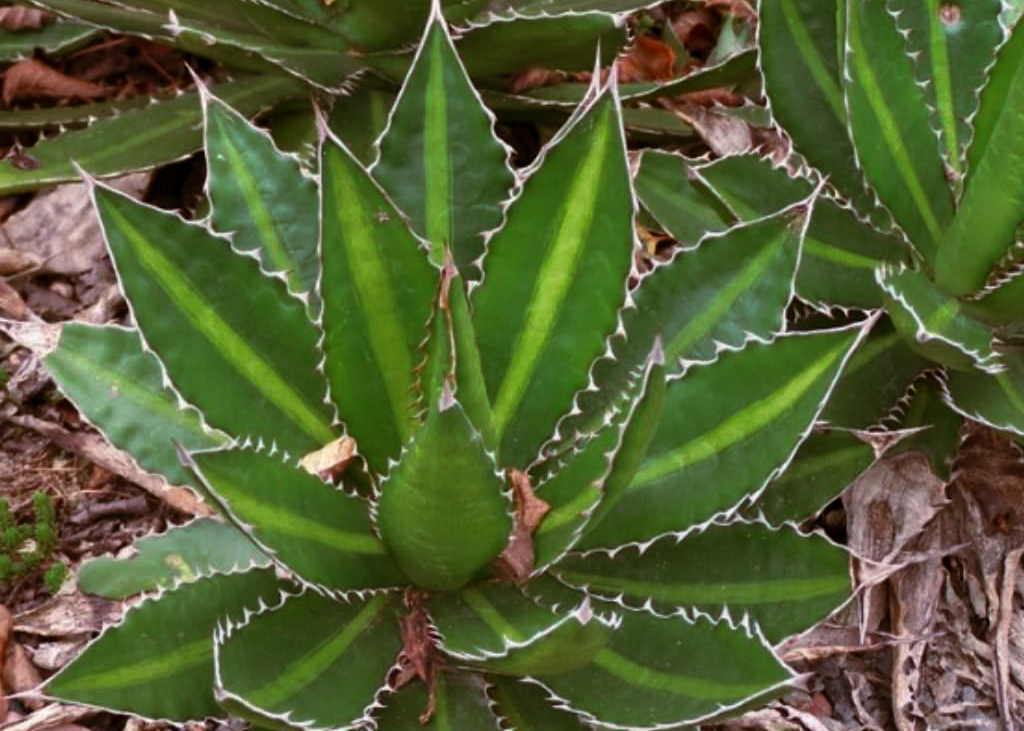 Agave Lophantha 'Splendida' leaves