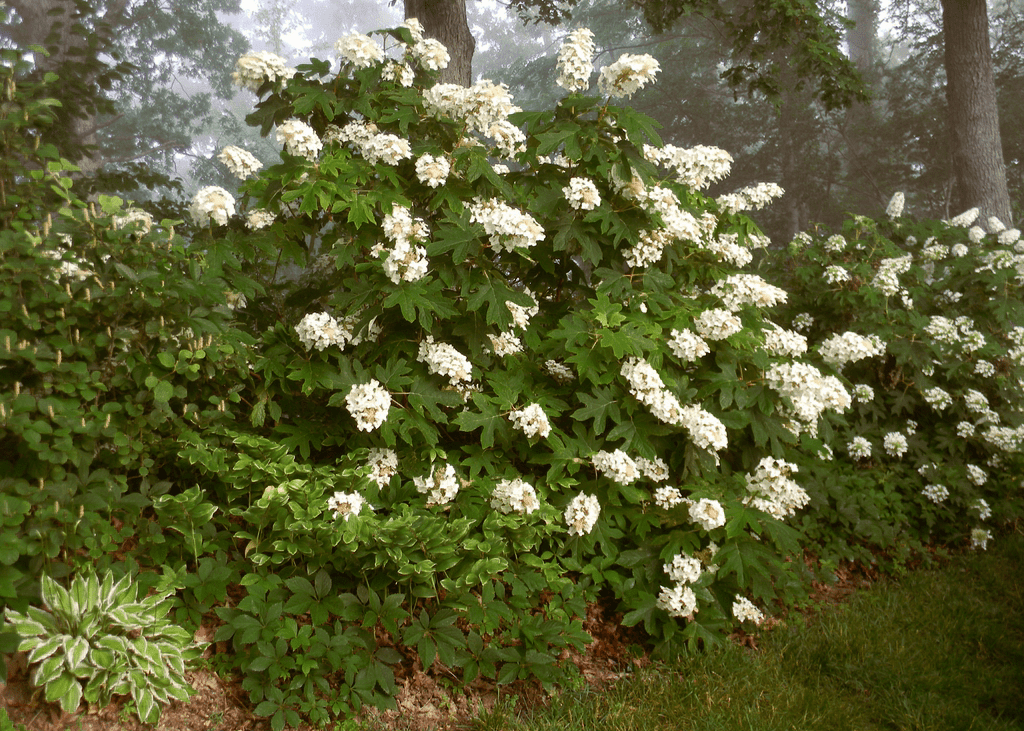 Oakleaf Hydrangea 'Alice' - Native Gardeners