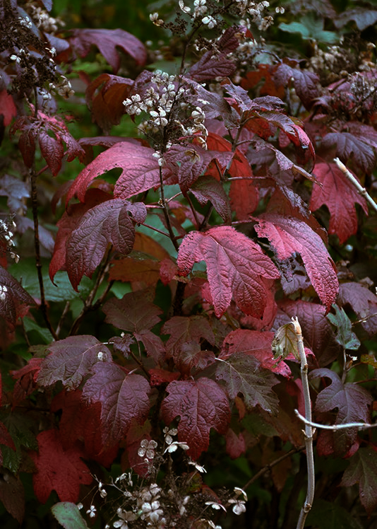 Oakleaf Hydrangea 'Alice'