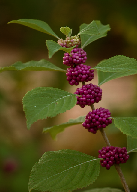 American Beautyberry berries