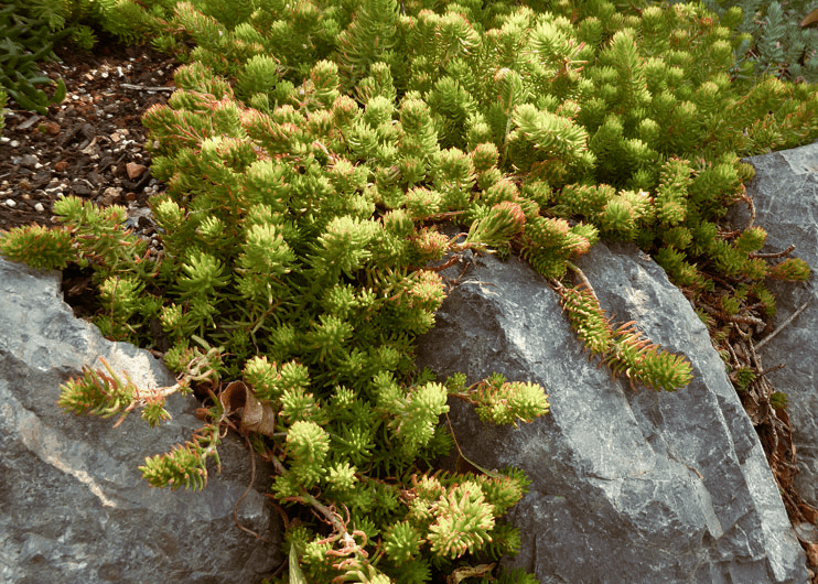 Sedum 'Angelina' - Native Gardeners