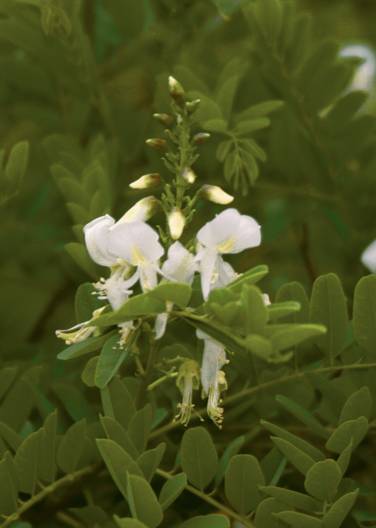 Arroyo Sweetwood - Native Gardeners