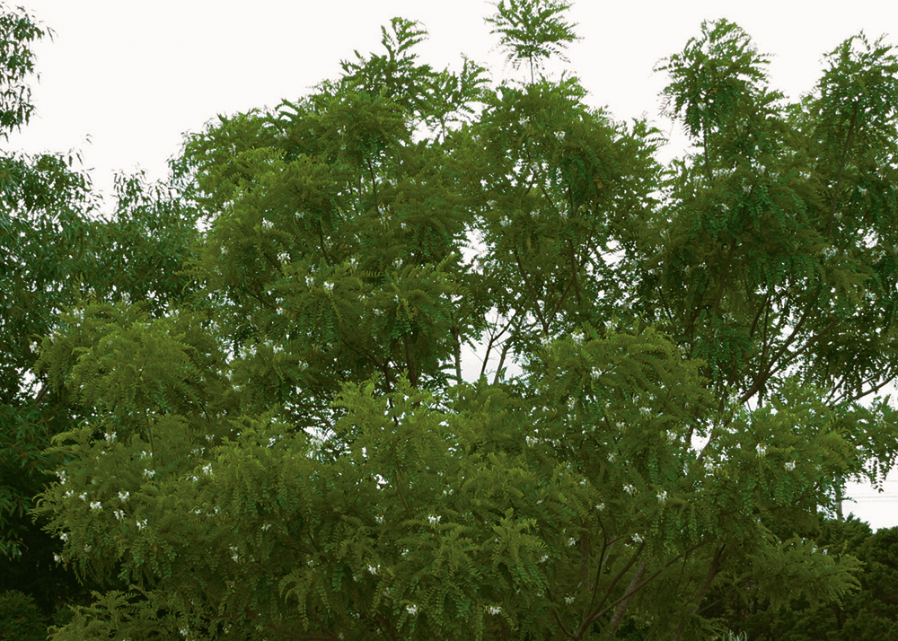 Arroyo Sweetwood - Native Gardeners