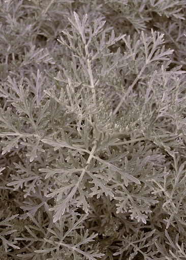 Artemisia 'Powis Castle' - Native Gardeners