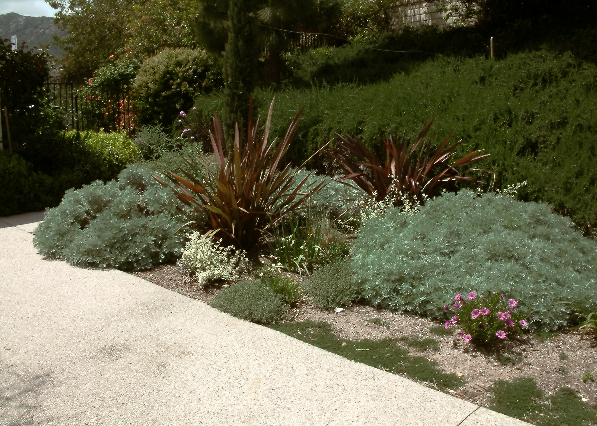 Artemisia 'Powis Castle'