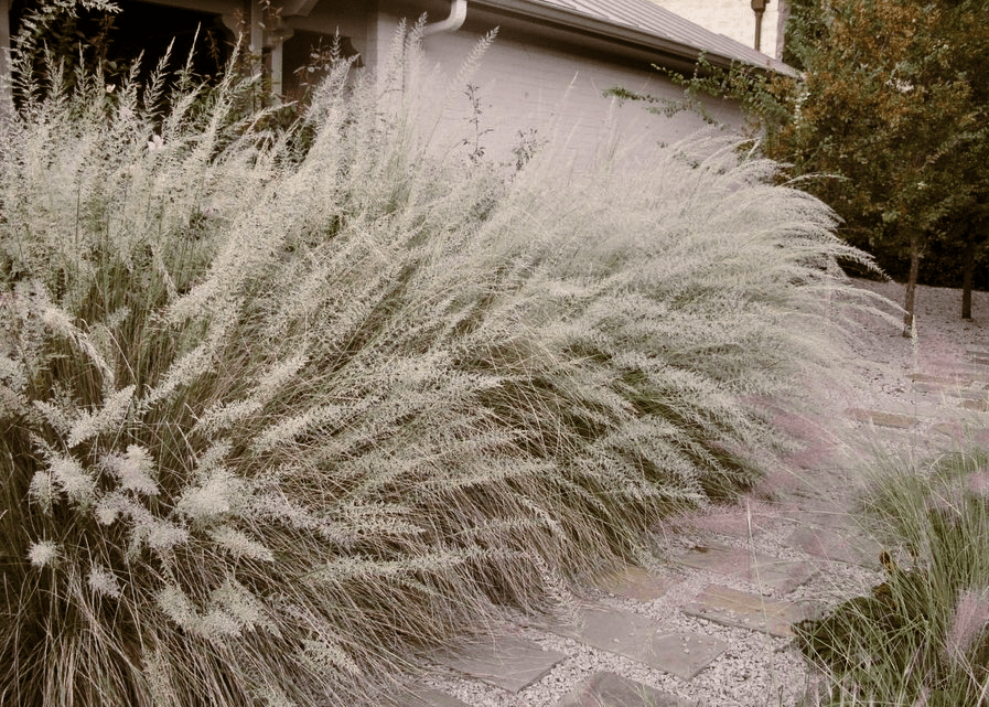 Big Muhly - Native Gardeners